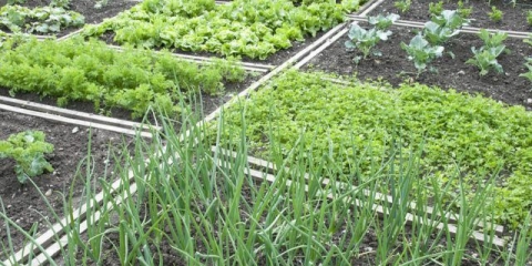 Šta saditi posle luka sledeće godine